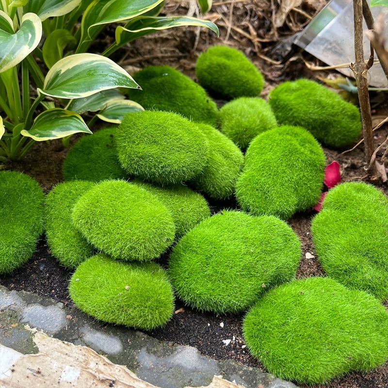 5/30pcs Simulation Moss Stone  - Sphagnum Moss Dry review and price