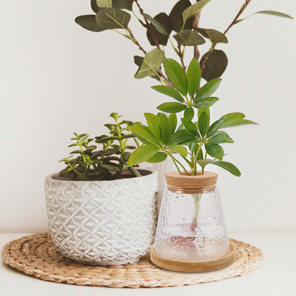 2Pcs Glass Hydroponic Vase Vol - Propagation Station Vase review and price