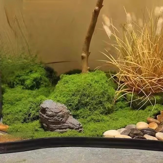 200g Eternal Life Moss DIY Cra - Sphagnum Moss Dry review and price
