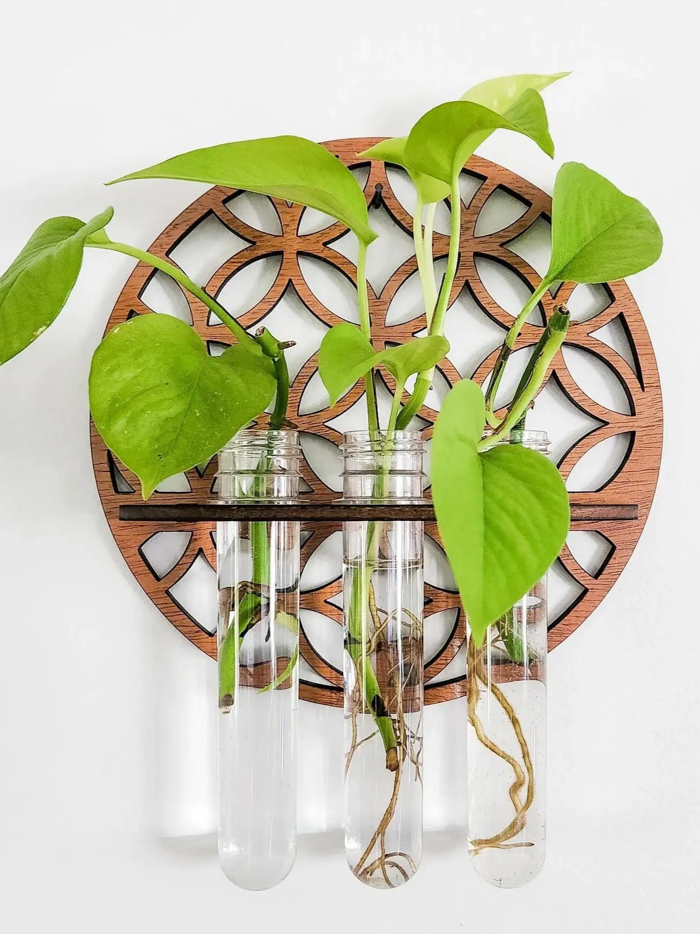 Garden Wall Planters Indoor Wo - Propagation Station Vase review and price