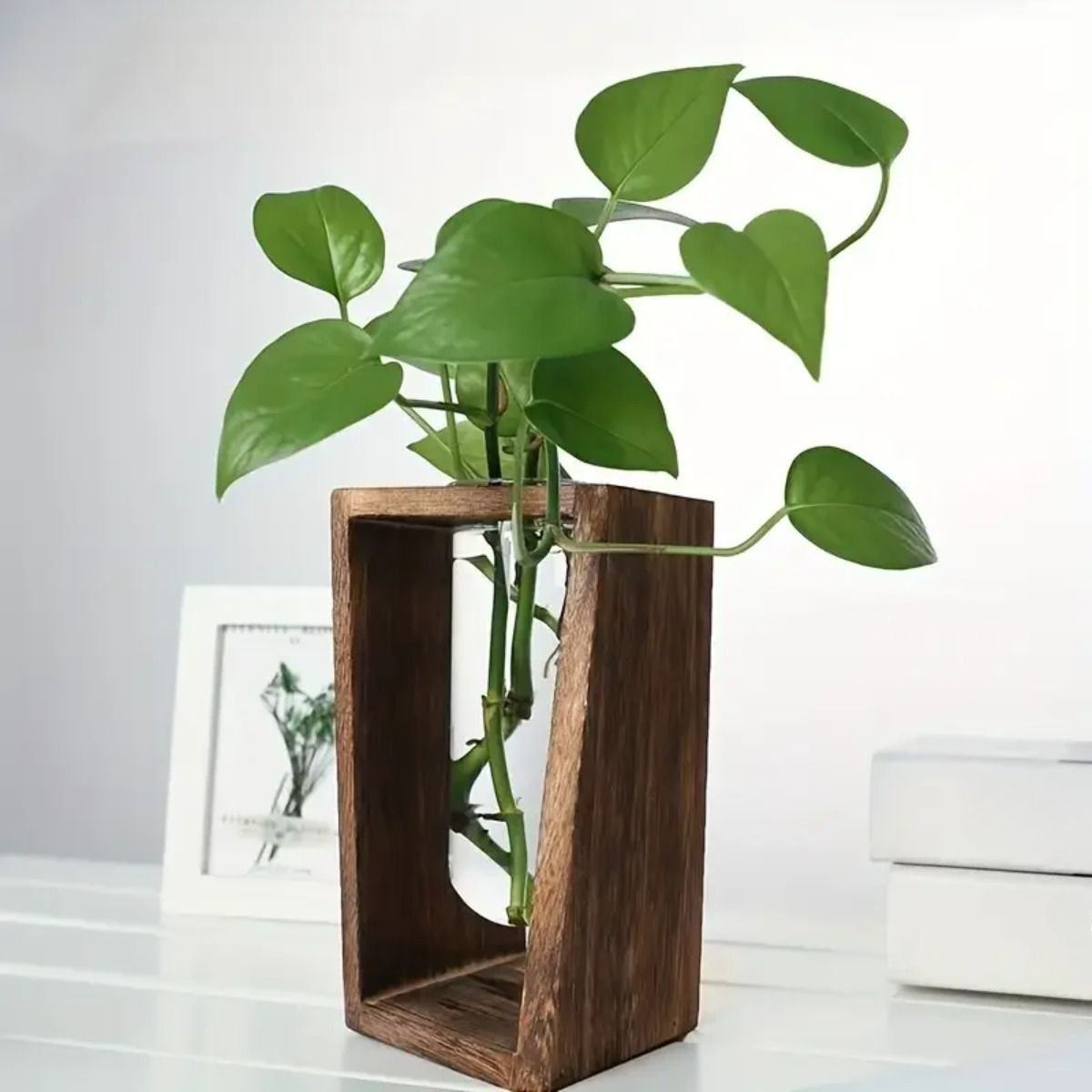 Plant Propagation Station Hydr - Propagation Station Vase review and price