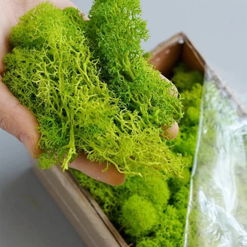 100/200/500g Eternal Life Moss - Sphagnum Moss Dry review and price