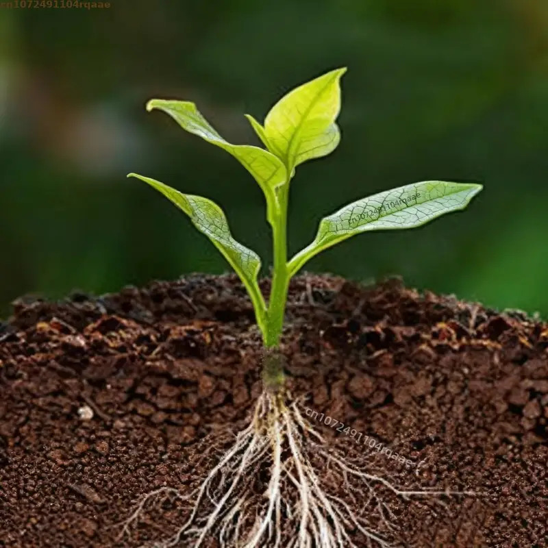 Plant Rooting Powder Indole Bu - Rooting Hormone Powder review and price
