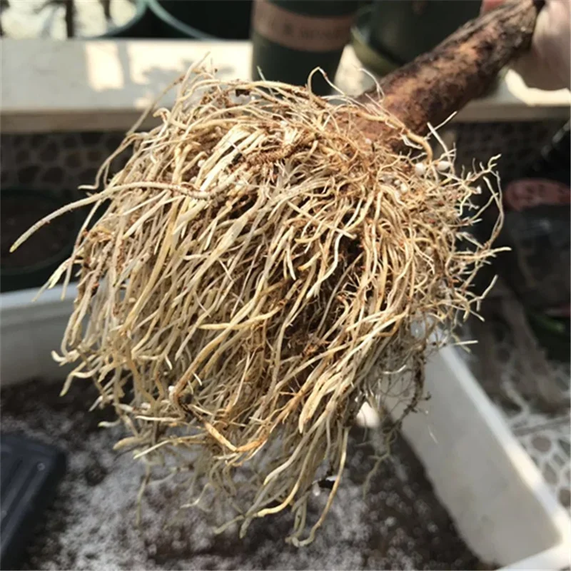 10g Quickly Rooting Powder Hor - Rooting Hormone Powder review and price